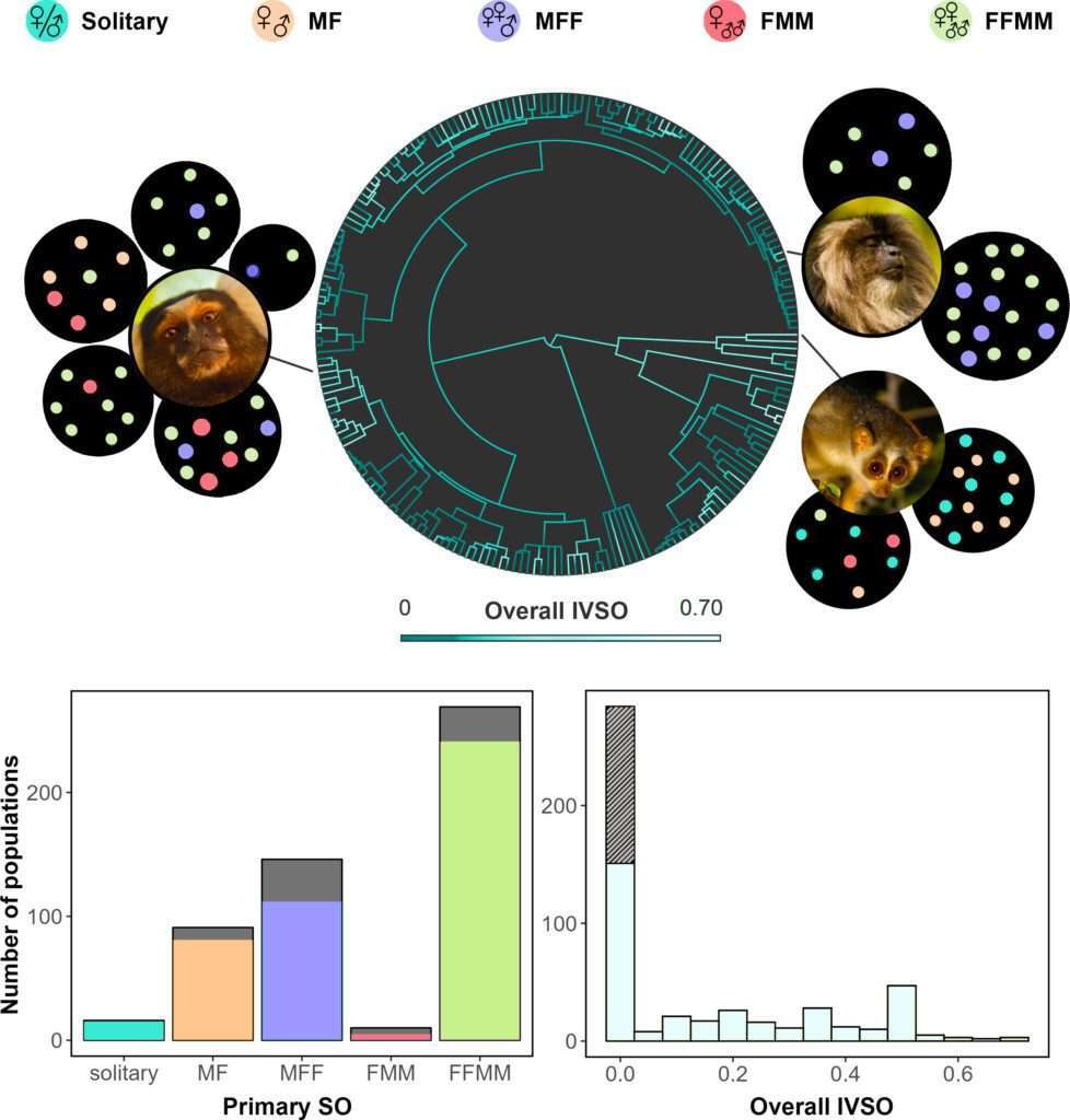 Los primeros primates probablemente vivían en parejas