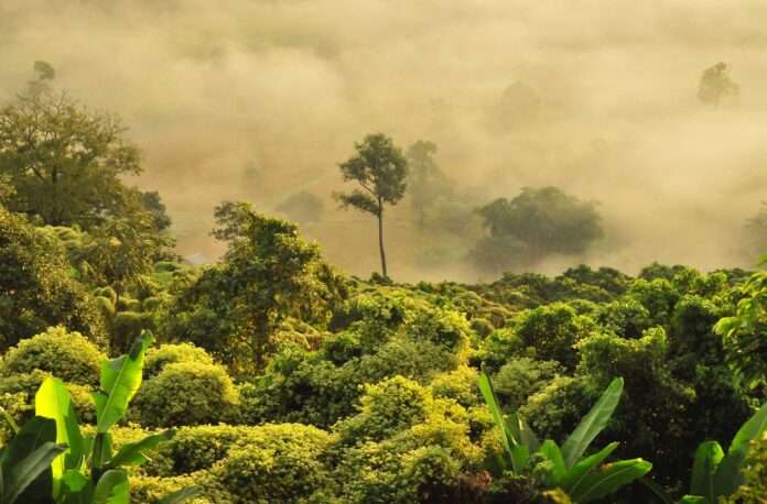 Los científicos nombran por primera vez las especies de árboles tropicales más comunes Los científicos nombran por primera vez las especies de árboles tropicales más comunes