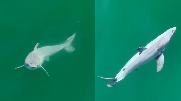 Posible tiburón blanco recién nacido avistado por primera vez en la naturaleza