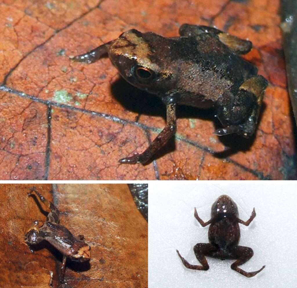 El vertebrado más pequeño del mundo es una rana