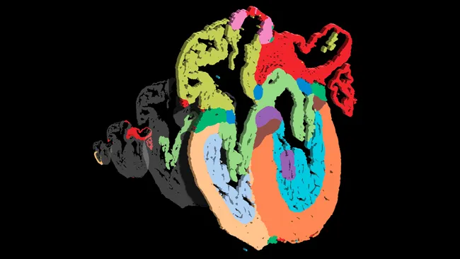 El atlas celular más completo del corazón en desarrollo revela con detalles las poblaciones celulares El atlas celular más completo del corazón en desarrollo revela con detalles las poblaciones celulares