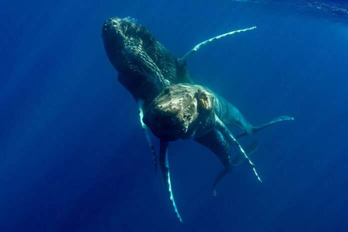 Una ballena jorobada macho ha sido captada teniendo sexo con otro macho, por primera vez