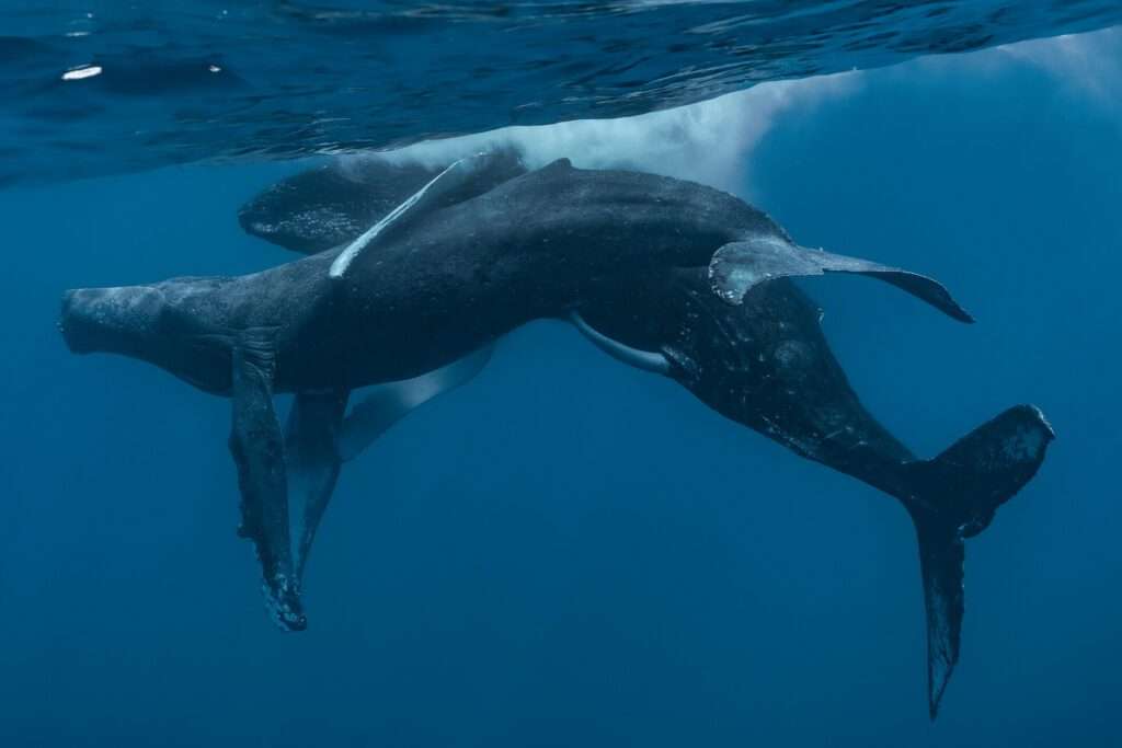 Una ballena jorobada macho ha sido captada teniendo sexo con otro macho, por primera vez