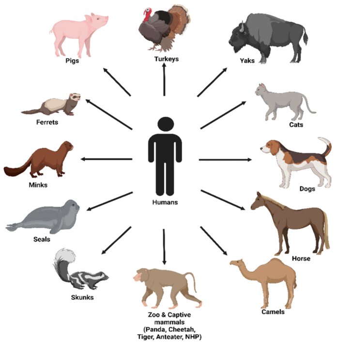Los seres humanos transmitimos más virus a los animales que los animales a nosotros, sugiere un nuevo estudio Los seres humanos transmitimos más virus a los animales que los animales a nosotros, sugiere un nuevo estudio