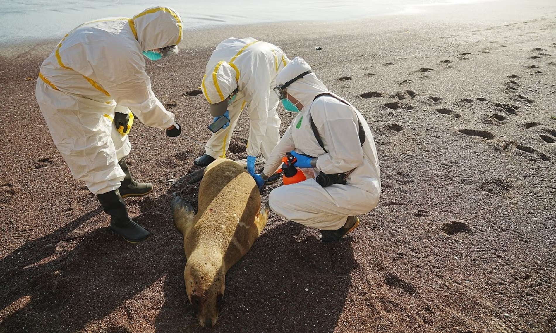 ¿La próxima pandemia? Ya está aquí para la vida silvestre, dice una bióloga