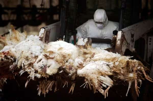 ¿La próxima pandemia? Ya está aquí para la vida silvestre, dice una bióloga