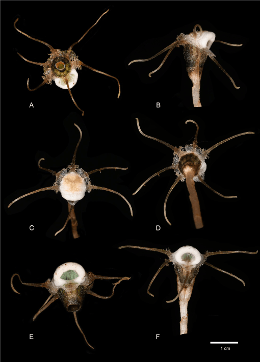 Thismia malipoensis: una nueva especie de planta no fotosintética