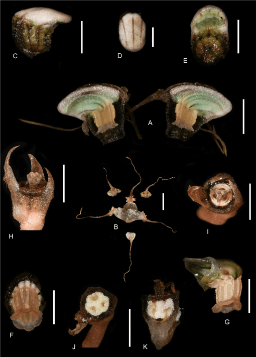 Thismia malipoensis: una nueva especie de planta no fotosintética