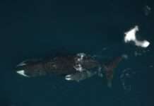 El tiempo de gestación más largo entre los mamíferos podría pertenecer a las ballenas El tiempo de gestación más largo entre los mamíferos podría pertenecer a las ballenas