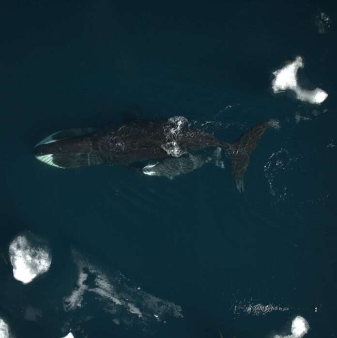 El tiempo de gestación más largo entre los mamíferos podría pertenecer a las ballenas