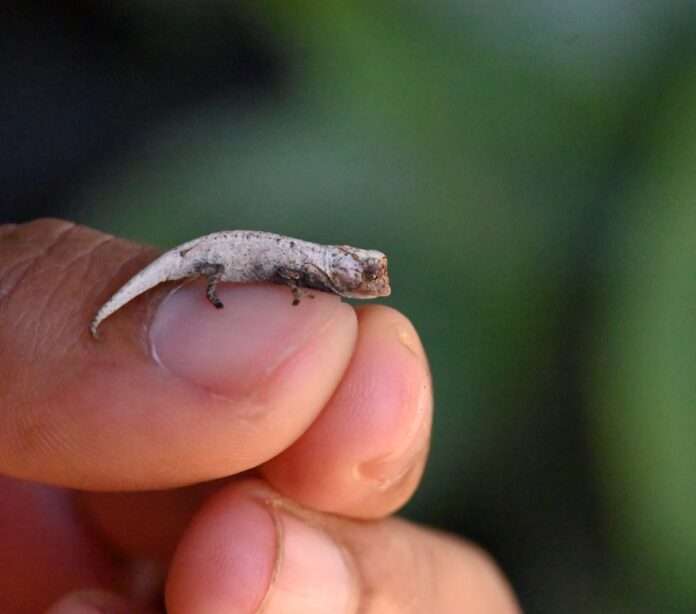 Nueva especie de camaleón miniaturizada descubierta en Madagascar Nueva especie de camaleón miniaturizada descubierta en Madagascar