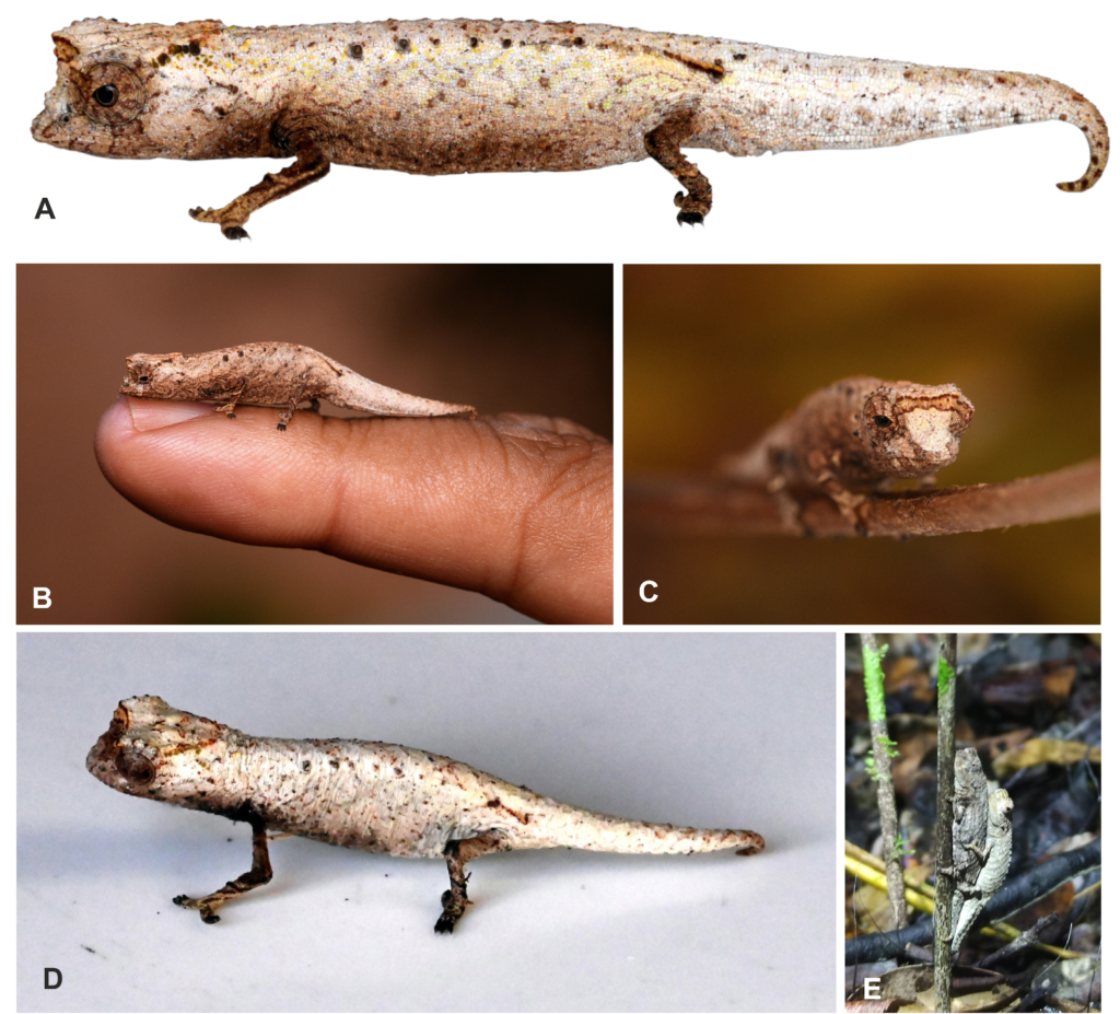 Nueva especie de camaleón miniaturizada descubierta en Madagascar