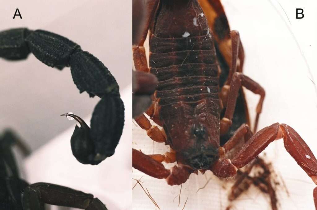 Una nueva especie de escorpión es el primero descubierto en Sudamérica capaz de rociar veneno