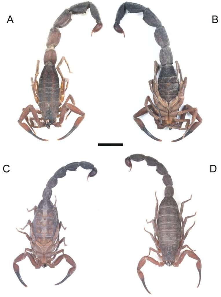 Una nueva especie de escorpión es el primero descubierto en Sudamérica capaz de rociar veneno