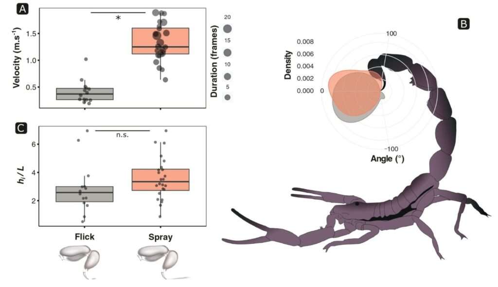 Una nueva especie de escorpión es el primero descubierto en Sudamérica capaz de rociar veneno