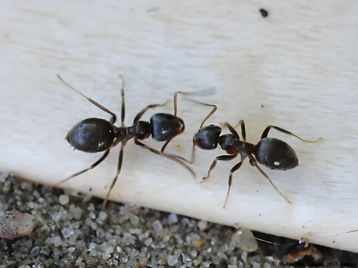 ¿Guardan rencor las hormigas? Un estudio sugiere que sí ¿Guardan rencor las hormigas? Un estudio sugiere que sí