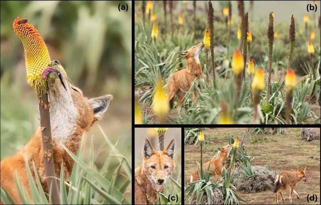 El lobo etíope podría ser el primer carnívoro superior que poliniza, según un estudio reciente