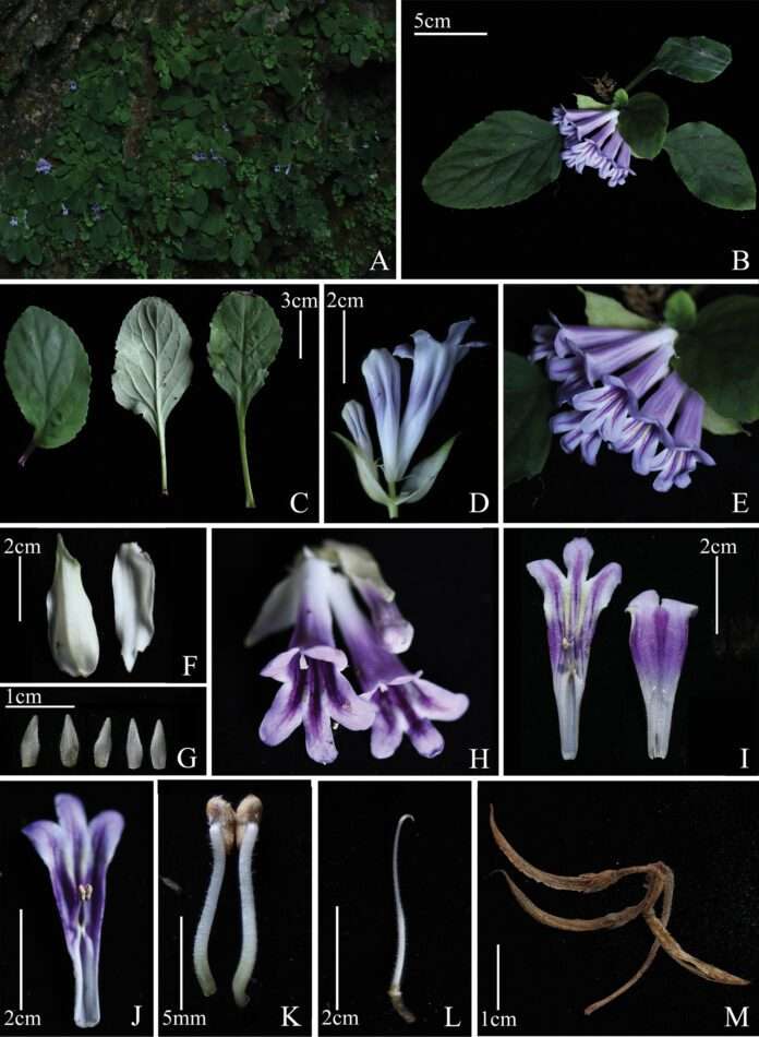 Primulina xingyiensis: una nueva especie de planta descubierta en China Primulina xingyiensis: una nueva especie de planta descubierta en China