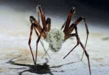 Una nueva especie de hongo convierte arañas en ‘zombis’ Una nueva especie de hongo convierte arañas en 'zombis'