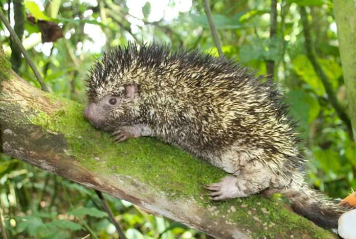 Coendou vossi: el nuevo puercoespín de Colombia