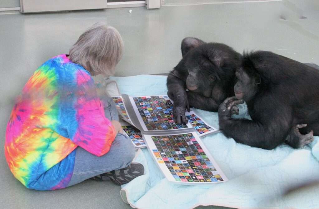 Kanzi, el bonobo que aprendió inglés y a fabricar herramientas de piedra, murió a los 44 años