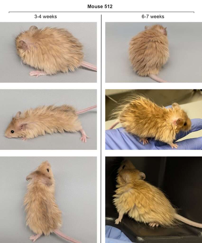 Ratones "lanudos": Científicos reviven rasgos del mamut en el laboratorio