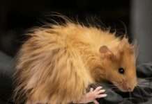Ratones «lanudos»: Científicos reviven rasgos del mamut en el laboratorio Ratones "lanudos": Científicos reviven rasgos del mamut en el laboratorio