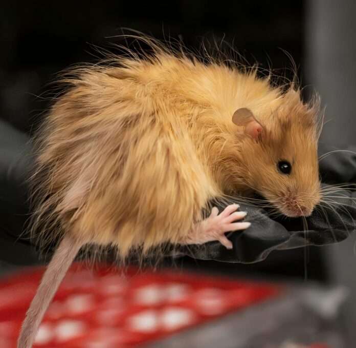 Ratones "lanudos": Científicos reviven rasgos del mamut en el laboratorio Ratones "lanudos": Científicos reviven rasgos del mamut en el laboratorio