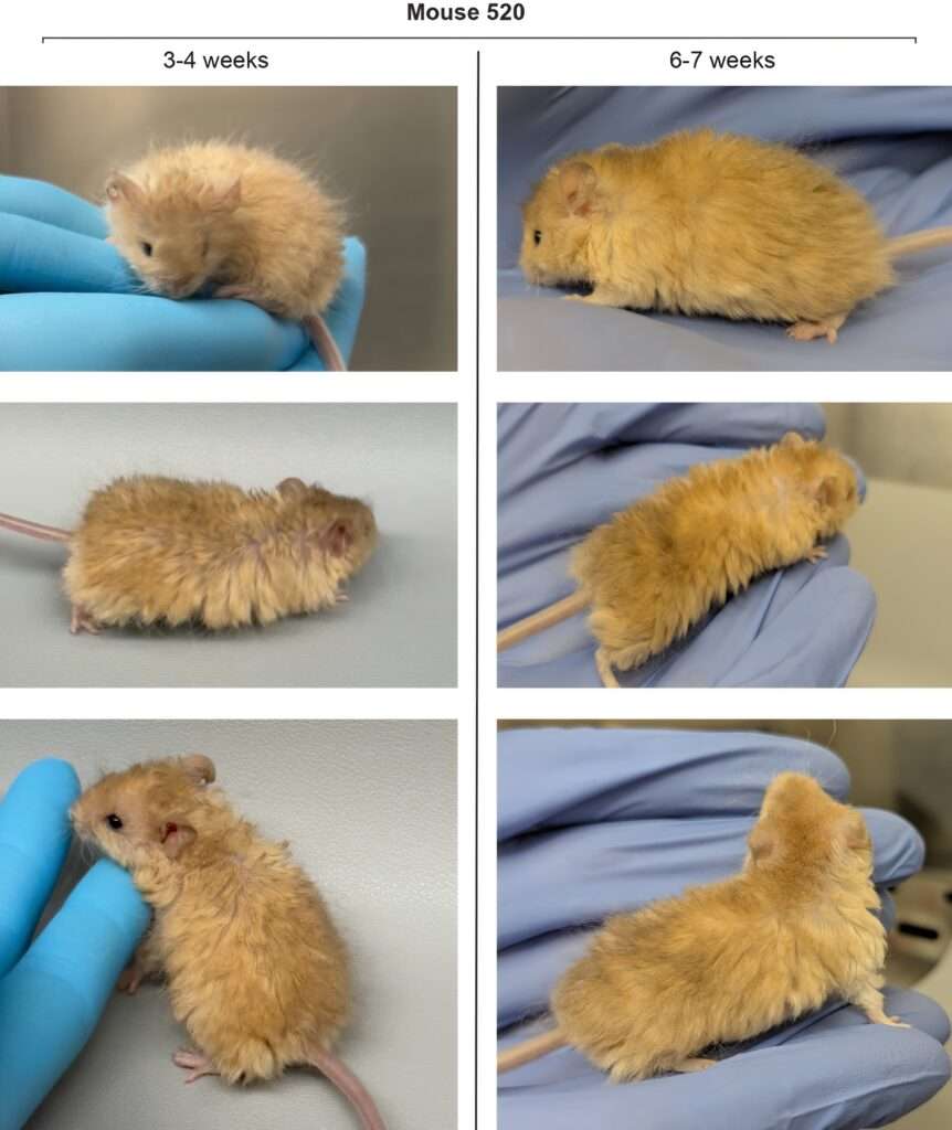 Ratones "lanudos": Científicos reviven rasgos del mamut en el laboratorio