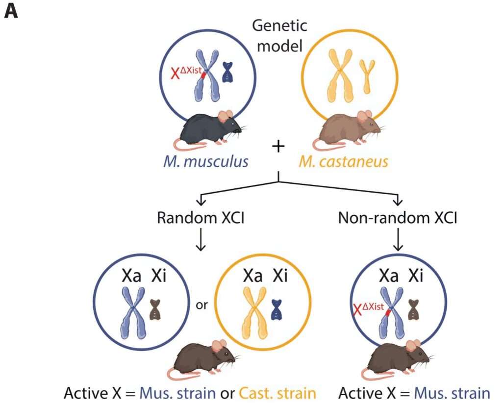 El secreto del cromosoma X: cómo el envejecimiento despierta genes "silenciosos" que podrían proteger el cerebro femenino