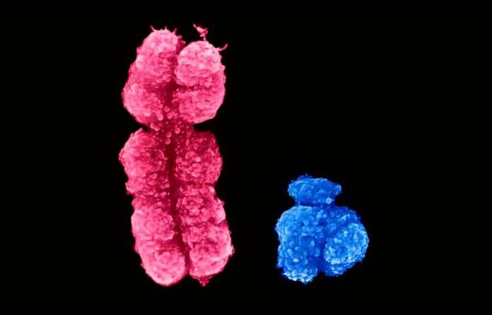 El secreto del cromosoma X: cómo el envejecimiento despierta genes "silenciosos" que podrían proteger el cerebro femenino El secreto del cromosoma X: cómo el envejecimiento despierta genes "silenciosos" que podrían proteger el cerebro femenino