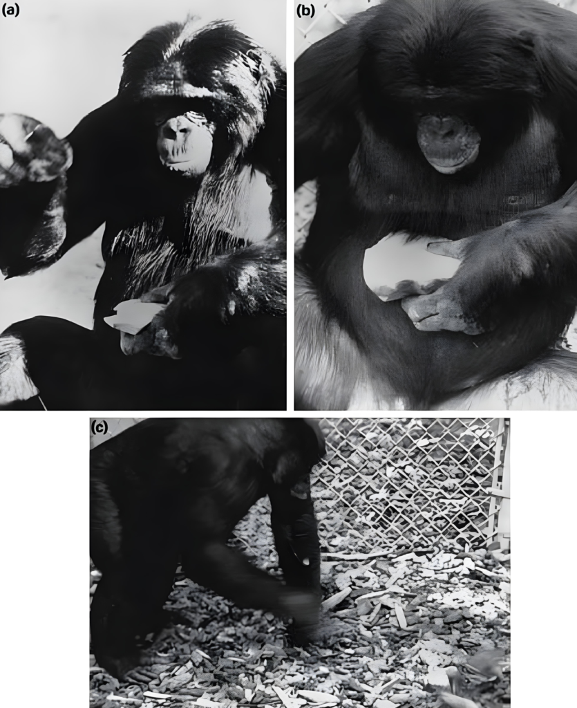 Kanzi, el bonobo que aprendió inglés y a fabricar herramientas de piedra, murió a los 44 años