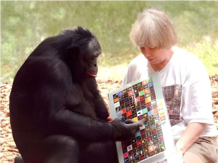 Kanzi, el bonobo que aprendió inglés y a fabricar herramientas de piedra, murió a los 44 años Kanzi, el bonobo que aprendió inglés y a fabricar herramientas de piedra, murió a los 44 años
